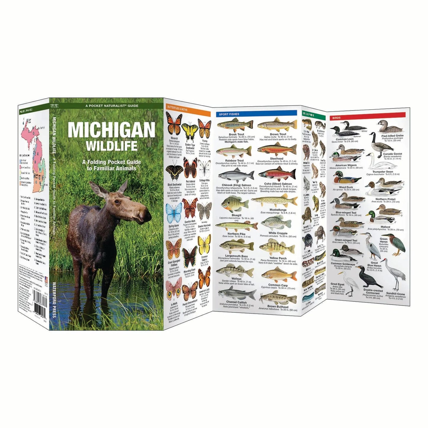Michigan Wildlife